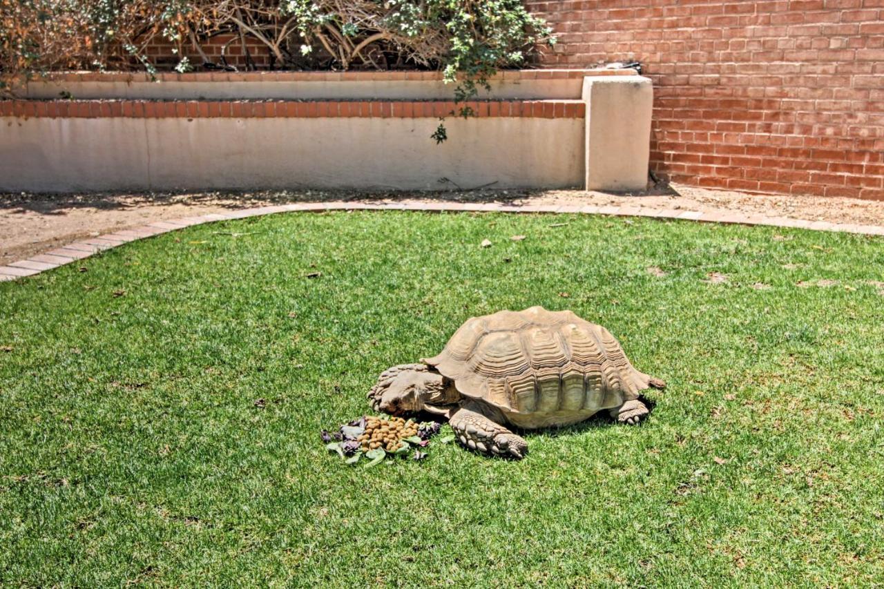 Pet-Friendly Tucson Casita Shared Hot Tub And Porch Βίλα Εξωτερικό φωτογραφία